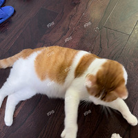 ������粻��û��èè��