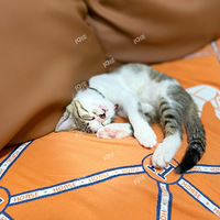 �Ϻ��ǳ�չ˭ȥ��ѽ