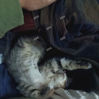 ��ƽ�ܵ�ƶ����������-����ƪ