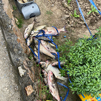 ϲ���������