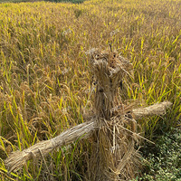 ũ����ζ��