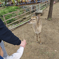 ��ʮ�´��޳��Ρ�����ԭ��С��