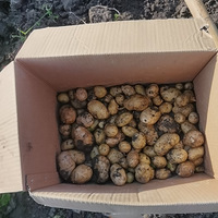 �Լ����ֲˣ��Լ����ųԣ�������ʳ�ĸо����