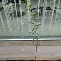 ����ǿ����˭֪������ʲô����