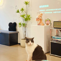 ��11���ֲ���ʳ�������Ŀ��֣�����������衣