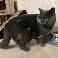 Ҷڹע˰ֻôҿҸè