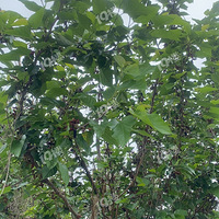 ��ɣ�����������˼�亸���