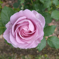 ������俪����