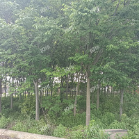 �����12-22���ִ����100ÿ��