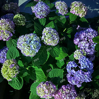 ԰�հ����������