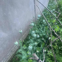 �𾪣�����һС�����˷��ֿյ��ϱ���ֲ��ڣ�1040�ţ�