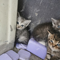 �������è�䣬���������㣬�ְ��ٰ�