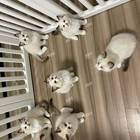 ôСèûϲ