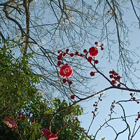 ������֧��÷