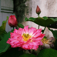 ºӵ糿