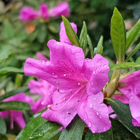 ˮ