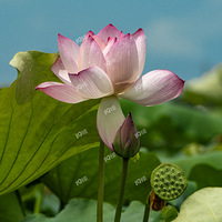 �������ɻ��������ļ���������ȥ����