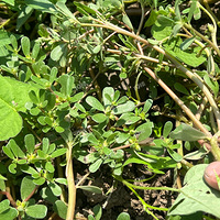 ���������Ұ���гԹ���