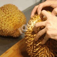 �����±�99Ԫ��һ��һ��èɽ����Ƥ�±�~�㽭���ֺŴ�ͳ�±���