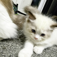 ��żè������