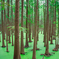 ���۵���-��ɽ��ˮ��ɭ��