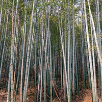 ���ɽ�Ǹ��͹�