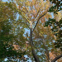 ���ϼ�����ϼɽ