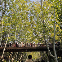 �Ͼ�һ�����һ��ɭ��