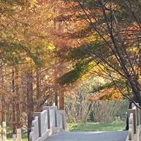 ֲ��԰�ķ�Ҷ�Ѿ�ȫ��������