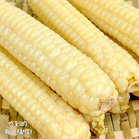 ��֬�ڱز����ٵ�Ӫ����ʳ����ĴָС����~Ũ���Ĳ��Ǿ���