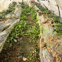 �Լ��ֵĲ�ݮ����Ҫ�����