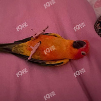 ��̫�����ķɶ�