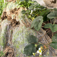 �Լ�Ϲ�ֵĲ�ݮ�������������ţ��óԺó�