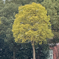 ѩ���е��´���