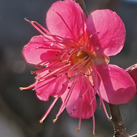 �ºӺɻ��̺�������÷