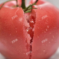 ��֦������ɳȿ����������Ȼ��  ����ҩ�������� ��ζ��Ӫ����