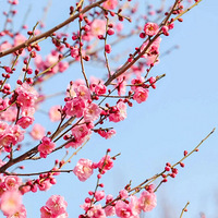 ���˵�÷�����Ŀ��ˣ��߰�����÷ȥ��