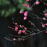 �������������Ҫ��ѩ�ˣ���