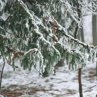 ����ѩ����