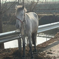 ����ǰϦ���������ϲ�����·�ϼ���һƥ����