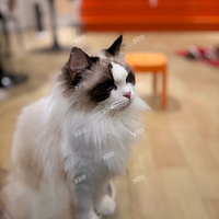 ���ߣè��̫��ߣ��