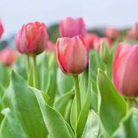 ��ǰ���£�Ҧ�ҵ����������㿪�ˣ�