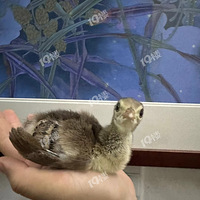 �������������������û����ҪС��СѼС��ȸ��