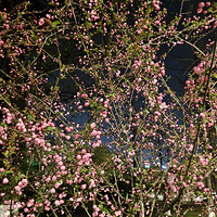 �������ֻ���ķ羰��