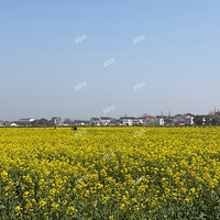 ȥ���·�ϣ�·��һƬ�����Ͳ˻���