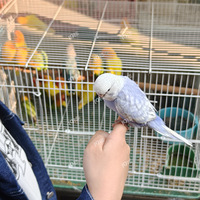 �ֶ��˸���