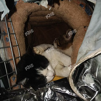 ��ţè�䣬����Ե�ˣ�ǰ���ǰ�è��ʿӴ��