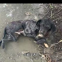 ��ë���ӡ�С�ڵİ��Ľ���