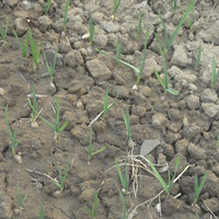 �����еĿ���ũ��