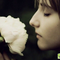 Rose԰Ľҫ֮ݱ¡